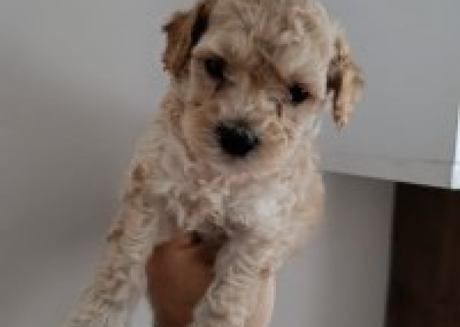 Toy  poodle 3 aylık